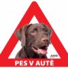 Samolepka pes v autě venkovní – labrador hnědý