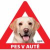Samolepka pes v autě venkovní – labrador žlutý