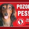 Cedulka plast JEZEVČÍK dlouhosrstý hnědý